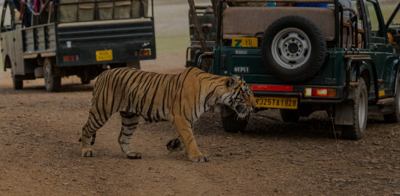 Ranthambore