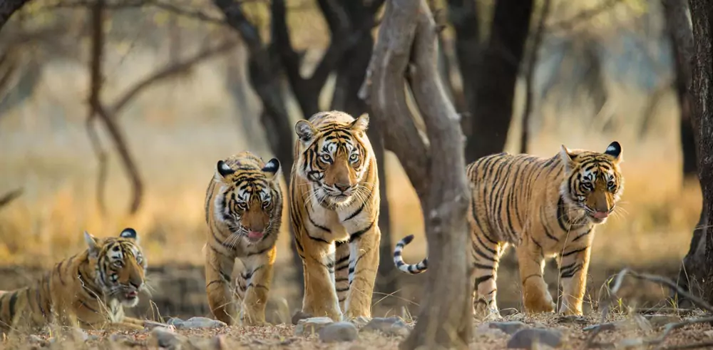 Ranthambore