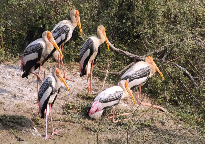 Keoladeo Ghana Bharatpur Bird Sanctuary