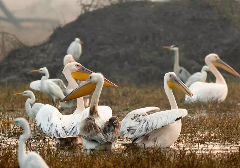 Birds at Bharatpur Keoladeo Ghana National Park