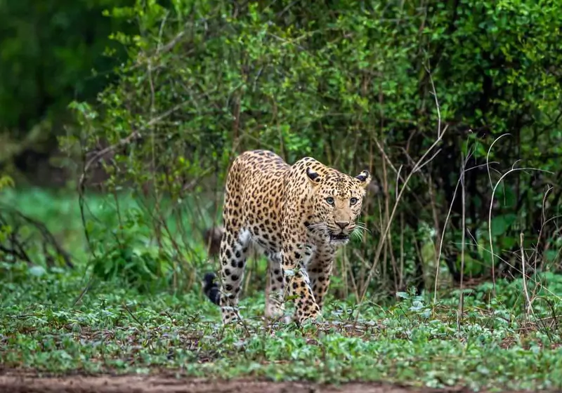 Jhalana Forest Reserve Entrance