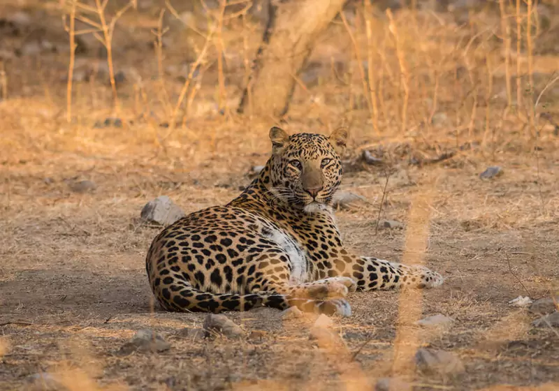 Jhalana Safari Jaipur Same Day Tour