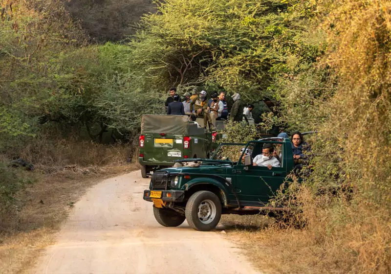 Leopard Safari in Jhalana