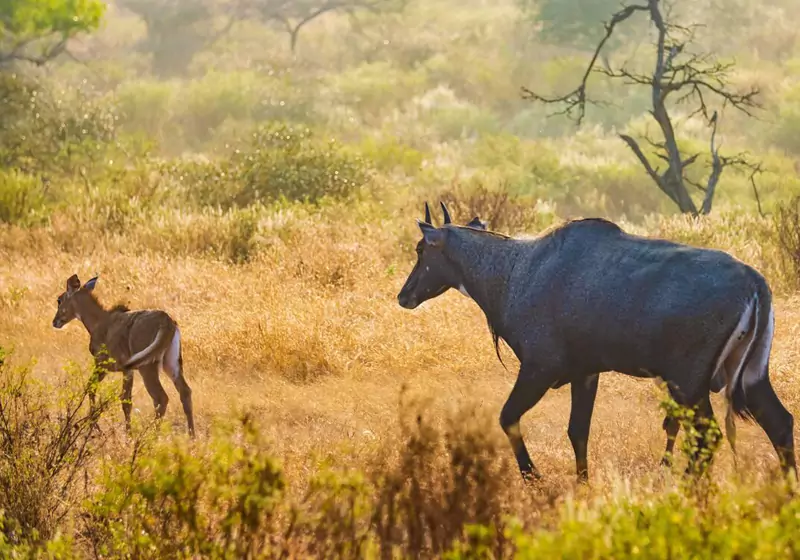 Ranthambore National Park