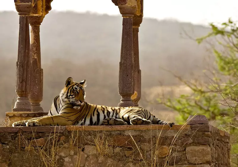 Wildlife Safari in Ranthambore National Park Rajasthan