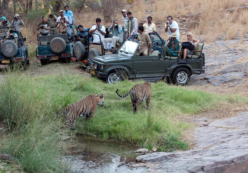 Tiger in Ranthambore National Park Rajasthan