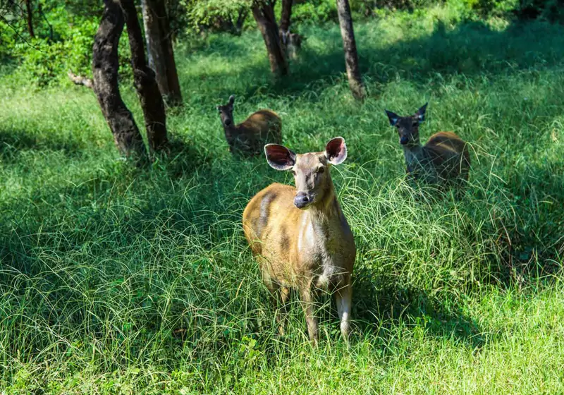 Sariska National Park Rajasthan
