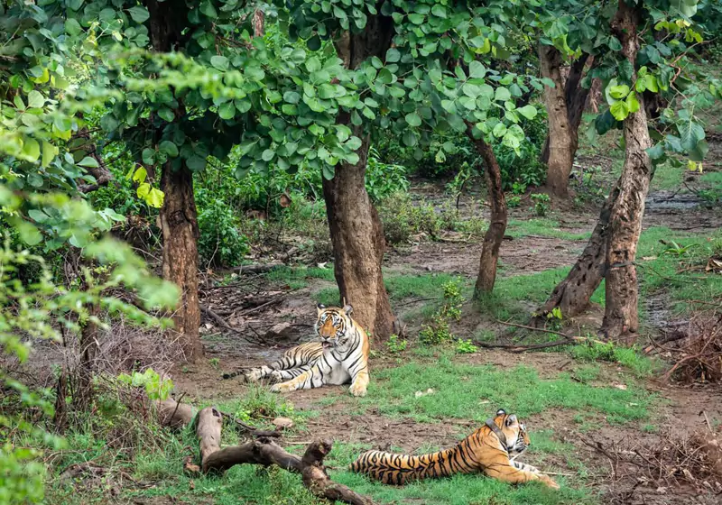 Wildlife Safari in Sariska National Park Rajasthan